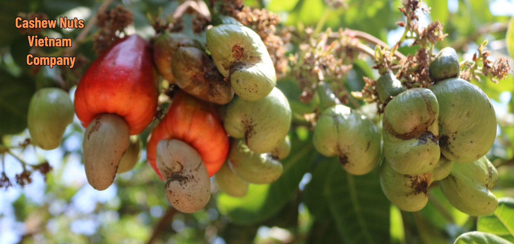 Cashew Nuts Vietnam Company 1