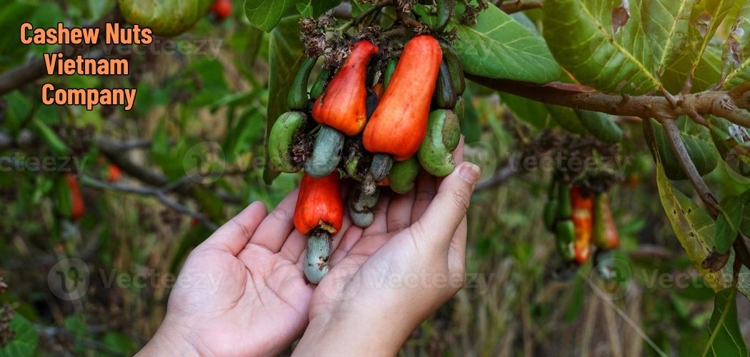 Cashew Nuts Vietnam Company 2