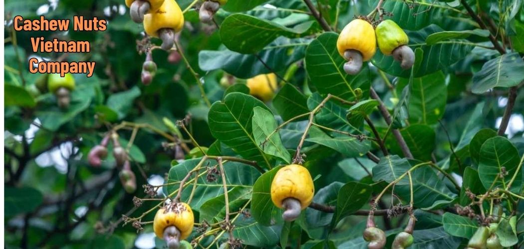Cashew Nuts Vietnam Company