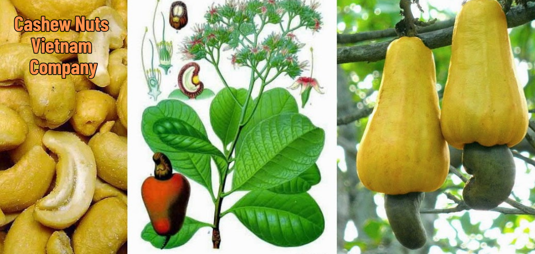 Cashew Nuts Vietnam Company 4