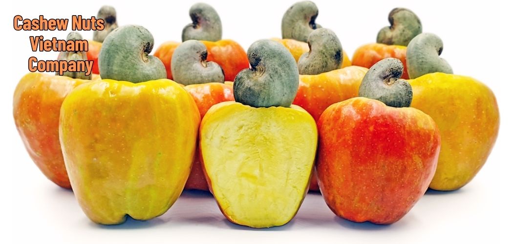 Cashew Nuts Vietnam Company