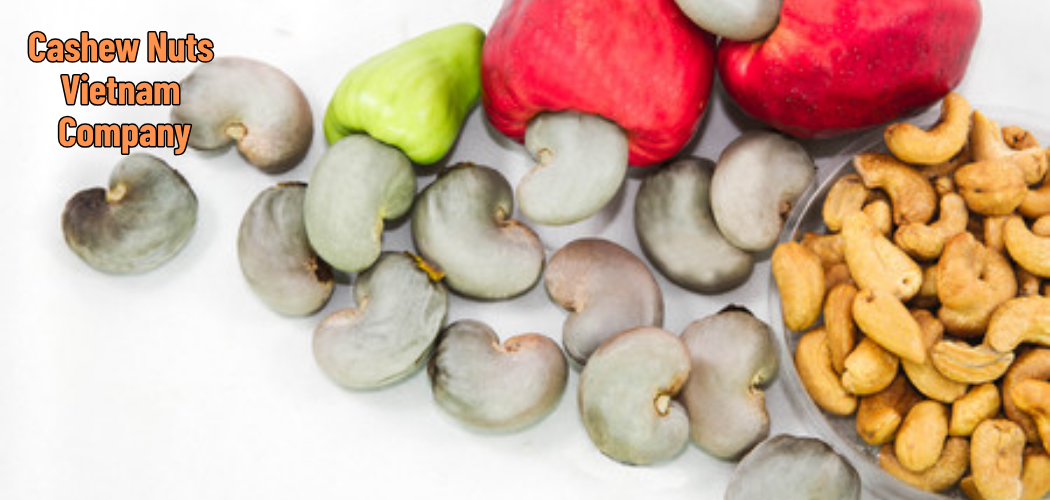 Cashew Nuts Vietnam Company 5