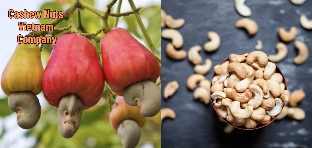 Cashew Nuts Vietnam Company