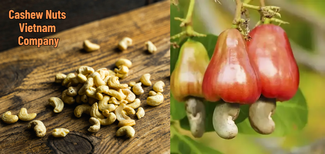 Cashew Nuts Vietnam Company 6