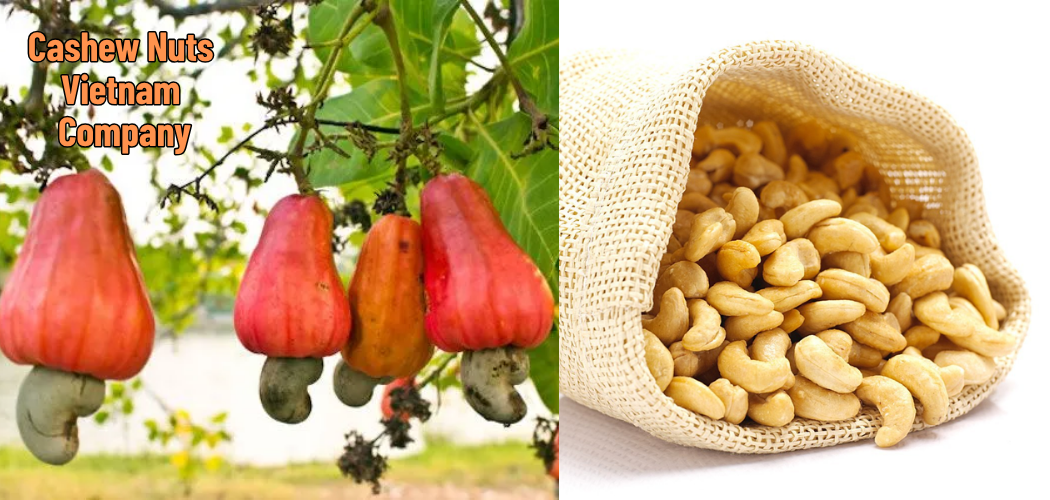Cashew Nuts Vietnam Company